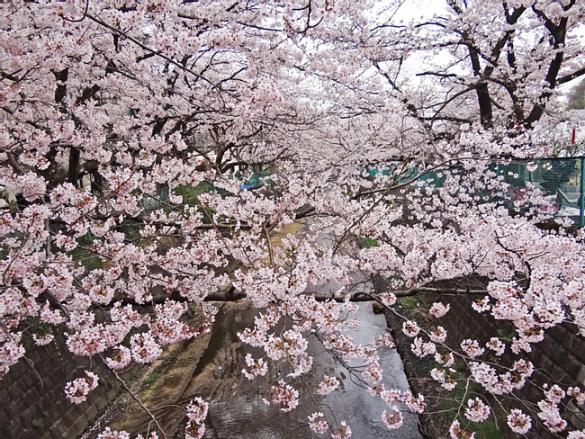 川を埋め尽くす桜